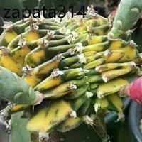 ราคา เมล็ดพันธุ์ ยิมโนคริส ด่าง 10 เมล็ด ยิมโน cristata คริสตาต้า cactus กระบองเพชร แคคตัส (1735422412859934635)
