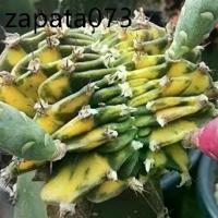 ราคา เมล็ดพันธุ์ ยิมโนคริส ด่าง 10 เมล็ด ยิมโน cristata คริสตาต้า cactus กระบองเพชร แคคตัส (1735526306078360806)