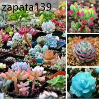 ราคา ของแท้ 100% เมล็ดพันธุ์ กุหลาบหิน ไม้อวบน้ำ แคคตัส กระบองเพชร คละลายถูกที่สุด เมล็ดปลูกง่ายโตไว บอนสีแปลกๆ บอนต้นสีแปลกๆ (1735161156965860475)