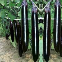 ราคา มะเขือยาวญี่ปุ่นสีม่วง F1เมล็ดพันธุ์เมล็ดพันธุ์มะเขือยาวสีม่วงญี่ปุ่น 100 เมล็ดปลูกง่ายลูกดกทaานอร่อย (1735357203523733376)