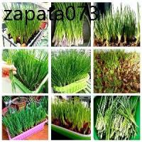 ราคา เมล็ดพันธุ์ ต้นหอมญี่ปุ่น ต้นหอม คุณภาพ 200 เมล็ด เมล็ดพันธุ์ ผัก Spring onion 200 Seeds เมล็ดผักสวนครัว อัตรางอกสูง! (1735162040421024998)