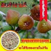 ราคา ประเทศไทยพร้อมสต็อก ต้นมะเดื่อฝรั่ง มะเดื่อ มะเดื่อฝรั่ง เมล็ดพันธุ์ Figs Seeds 200Pcs/bag พันธุ์ไม้ผล พันธุ์ไม้หายาก (1735161075794740254)
