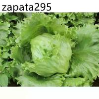 ราคา เมล็ดพันธุ์ หอมห่อ (ผักกาดแก้ว) ผักสลัด บรรจุ 100 เมล็ด (1735481157456921661)