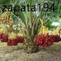 ราคา เมล็ดพันธุ์ อินทผาลัม (Date palm) จากต้นเพาะเนื้อเยื้อ สายพันธุ์ บาฮีแดง 10 เมล็ด (1735421480528938962)