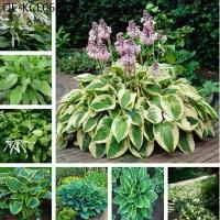 ราคา Hosta plantaginea Begonia Seeds 50PCS เมล็ดพันธุ์ บอนสี เมล็ดดอกไม้ เมล็ดบอนสี บอนสีสวยๆ บอนสีแปลกๆ บอนสีหายาก (1735296258133165229)