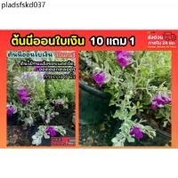 ราคา ต้นนีออนใบเงิน กระถาง 8 นิ้ว พุ่มใหญ่ ไม้ดอกชอบแดด ต้นกล้า เมล็ดพันธุ์ กิ่งตอน ดอกไม้ปลอม จัดสวน รั้วต้นไม้ ดิน ปุ๋ย สวน (1735185786301548074)