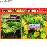 ราคา ต้นบานบุรีสีเหลือง ต้นใหญ่ ไม้ดอก ไม้ประดับ ต้นไม้เลื้อย สมุนไพร ซุ้มไม้ จัดสวน แต่งบ้าน ต้นกล้า กิ่งตอน เมล็ดพันธุ์ (1735185745643669349)