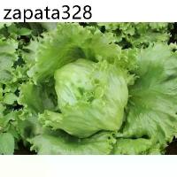 ราคา เมล็ดพันธุ์ หอมห่อ (ผักกาดแก้ว) ผักสลัด บรรจุ 100 เมล็ด (1735524235729077384)