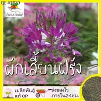 ราคา เมล็ดพันธุ์ ผักเสี้ยน ฝรั่ง 200 เมล็ด Cleome spinosa เมล็ดพันธุ์แท้ นำเข้าจากต่างประเทศ ปลูกผัก สวนครัว ถูกดี เพาะง่าย (1735181788350219512)