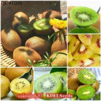 ราคา เมล็ดพันธุ์ กีวี่ 300 แคปซูลต่อแพ็ค KIWI Seeds ต้นพันธุ์ผลไม้ เมล็ดพันธุ์ เมล็ดบอนสี พันธุ์ไม้ผล ต้นผลไม้ เมล็ดพันธุ์ผัก (1735181711472035452)
