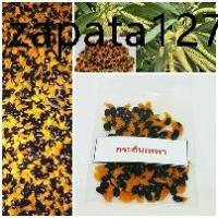 ราคา 50 เมล็ด เมล็ดพันธุ์ กระถินเทพา (Acaacia mangium willd) (1735140042784671720)