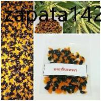 ราคา 50 เมล็ด เมล็ดพันธุ์ กระถินเทพา (Acaacia mangium willd) (1735178461700326535)