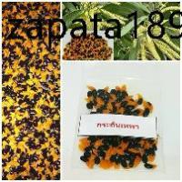 ราคา 50 เมล็ด เมล็ดพันธุ์ กระถินเทพา (Acaacia mangium willd) (1735487309124962196)