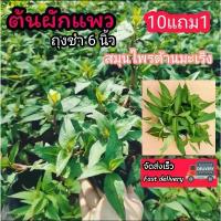 ราคา ผักแพว ผักไผ่ เครื่องเคียงจิ้มน้ำพริก น้ำพริกปลาร้า น้ำพริกกะปิ สมุนไพรไทย ผักสวนครัว ดิน ปุ๋ย กระถาง จัดสวน เมล็ดพันธุ์ (1735335089420141617)