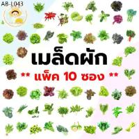 ราคา (แพ็ค 10 ซอง) เมล็ดพันธุ์ ผักสลัด ผักสวนครัว กรีนโอ๊ค เรดโอ๊ค ฟิลเลย์ บัตเตอร์เฮด เรดคอส กรีนคอส ฯลฯ (1735085297351690194)