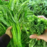 ราคา [COD] Water Spinach Seeds ไผ่มรกต ผักบุ้งจีนเรียวไผ่ ถูกที่สุด เมล็ดพันธุ์ผักบุ้งจีนเรียวไผ่ 50เมล็ด เมล็ดผักบุ้งจีน ปลูกง่าย ขึ้นไว Vegetable Seeds เมล็ดพันธุ์ผัก เมล็ดผักต่างๆ (1734200271431567028)