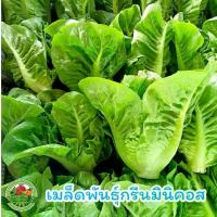 ราคา เมล็ดพันธุ์ ผักสลัดมินิคอส สลัดมินิคอส 300 เมล็ด เป็นที่นิยมปลูก (1734100937734391751)
