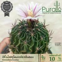 ราคา แคคตัส กระบองเพชร คลื่นสมอง อิชิโนโฟสซูโลแคคตัส Echinofossulocactus #cactus #กระถาง #เมล็ดพันธุ์ (1734505357964183032)
