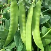 ราคา เมล็ด :Snow pea Seeds Green Peas ถั่วหิมะ ถั่วลันเตา ถั่วลันเตาหิมะ เมล็ดผัก เมล็ดพันธุ์ ถั่วหวาน 10 เมล็ดเมล็ดพันธุ์ (1735349874764580750)