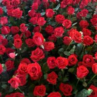 ราคา [ซื้อ 5 แถม 5 ฟร]เมล็ดพันธุ์ ดอกกุหลาบเลือนสีแดง บรรจุ 100 เมล็ด เมล็ดพันธุ์ กุหลาบเลื้อย กุหลาบ สีแดง ดอกไม้ เมล็ดพันธุ (1735282142396057198)