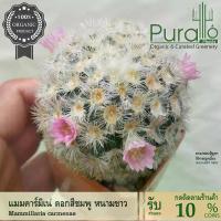 ราคา ต้นกระบองเพชร แคสตัส Mammilaria Carminae คามิเน่ #cactus #carmenae #Mammillaria #กระถาง #เมล็ดพันธุ์ (1734543954586011128)