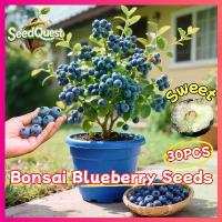 ราคา [เก็บเงินปลายทาง] เมล็ดพันธุ์ บลูเบอร์รี่ 30 เมล็ด เมล็ดบลูเบอร์รี่ Blueberry Seeds Dwarf Blueberry Tree Bonsai Potted Blueberry Plant Fruit Seed พันธุ์ไม้ผล เมล็ดพันธุ์ผลไม้ ต้น (1735506178964358151)