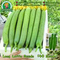 ราคา เมล็ดพันธุ์ บวบหอมยาว งอกง่าย 40เมล็ด/ซอง บวบหอม สายฟ้า High Yield Long Luffa Seeds for Planting Vegetables Plant Seed F1 เมล็ดใยบวบยาว บวบหอมยาว เมล็ดพันธุ์ OP แท้ ผักออร์แกนิก (1735251456431916345)
