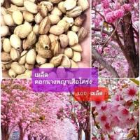 ราคา เมล็ดพันธุ์ เมล็ดดอกนางพญาเสือโคร่ง 100 เมล็ด ดอกซากุระเมืองไทย (1729577541648419440)