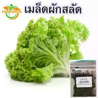 ราคา เมล็ดพันธุ์ ผักสลัด ผักกาดหอม ผักสวนครัว 600 เมล็ด มีคู่มือปลูก-PPOP SEEDS (1735433057689503515)