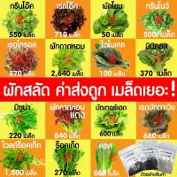 ราคา *ค่าส่งถูก* ผักสลัด เมล็ดผัก เมล็ดผักสลัด (2,000เมล็ด+) เมล็ดพันธุ์ เมล็ดพันธุ์ผักสลัด งอกดี ปลูกผัก สลัด กรีนโอ๊ค คอส เม็ด ผักเคล 3 สายพันธุ์ (1734325703511934965)