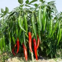 ราคา High Yield Red Long Chili Pepper Seeds 100เมล็ด/ซอง เมล็ดพันธุ์ พริกยาว เมล็ดพันธุ์ พริกจินดาแดง เมล็ดพันธุ์ พริกชี้ฟ้า (1735432998939166485)
