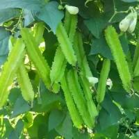 ราคา 5เมล็ด เมล็ดพันธุ์ ถั่วพู Winged Bean Seeds Vegetables Seeds เมล็ดพันธุ์ถั่วพู เมล็ดพันธุ์ ถั่วพูยักษ์ ถั่วพูยาว Plants (1735467984462710658)