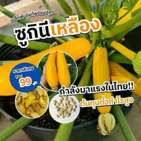 ราคา เมล็ดพันธุ์ ซูกินีเหลือง นำเข้าจากต่างประเทศ เมล็ดพันธุ์แท้พร้อมปลูก (1733567255584671725)