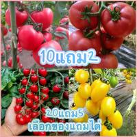 ราคา [10 เเถม 2้]เมล็ดพันธุ์ มะเขือเทศ มะเขือเทศลูกท้อ มะเขือเทศสีดา มะเขือเทศซันโกลด์ เมล็ด คุณภาพดี ราคาถูก ของแท้ 100% ที่นิยมมากที่สุด (1735377762210776764)