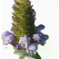 ราคา เมล็ดพันธุ์ Summer Quat เมล็ดพันธุ์ใหม่ของฤดูกาล เมล็ดพันธุ์ Summer Quat สีขาว เมล็ดพันธุ์ Summer Quat สำหรับฤดูร้อน เมล็ดพันธุ์ Summer Garden (1734005247598822902)