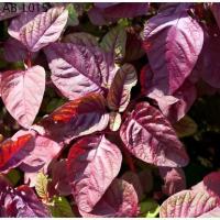 ราคา 1000 เมล็ด red spinach seedsผักโขมแดง พืชผัก เมล็ดพันธุ์ ปลูกง่าย (1735137611898782993)
