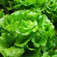 ราคา 600 เมล็ด ผักสลัด เมล็ดผัก เมล็ดผักสลัด เมล็ดพันธุ์ เมล็ดพันธุ์ผักสลัด Lettuce Seedsเมล็ดพันธุ์ (1735374042961577641)