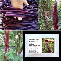 ราคา เมล็ดพันธุ์ ถั่วฝักยาว สีม่วง Purple Yard Long Bean Seed 20 เมล็ด คุณภาพดี ของแท้ 100% (1734235971449423132)