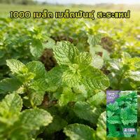 ราคา [ซื้อ 5 แถม 5 ฟรี]1000 เมล็ด เมล็ดพันธุ์ สะระแหน่ สาระแหน่ เมล็ดเปปเปอร์มิ้น เปเปอร์มิ้น สาระแหน่ไทยใบหอม สมุนไพรฝรั่ง เครื่องเทศฝรั่ง เมล็ดผัก เมล็ดพันธุ์ (1733880015247344711)