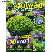 ราคา ต้นลานไพลิน กระถางใหญ่ 8 นิ้ว ไม้น้ำ จัดสวนน้ำตก ใบบัวบก ดอกบัวหลวง บ่อปลา ต้นกก สวนเฟิร์น สมุนไพรไทย ดิน ปุ๋ย กระถาง (1735467265153074608)