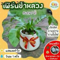 ราคา เฟิร์นข้าหลวง กระถาง 7 นิ้ว [แถมฟรี! เม็ดดินเผา + ปุ๋ย + ตุ๊กตาตกแต่ง] ต้นไม้มงคล ต้นไม้ประดับ ต้นไม้ปลูกในบ้าน (1735312922703922379)