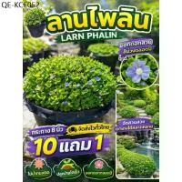 ราคา ต้นลานไพลิน กระถางใหญ่ 8 นิ้ว ไม้น้ำ จัดสวนน้ำตก ใบบัวบก ดอกบัวหลวง บ่อปลา ต้นกก สวนเฟิร์น สมุนไพรไทย ดิน ปุ๋ย กระถาง (1735339360114607749)