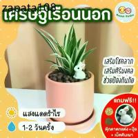 ราคา เศรษฐีเรือนนอก กระถางเซรามิค 3 นิ้ว [แถมฟรี! เม็ดดินเผา + ปุ๋ย + ตุ๊กตาตกแต่ง] ต้นไม้มงคล ต้นไม้ในร่ม ปลูกในบ้าน (1735178858448258644)