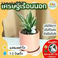 ราคา เศรษฐีเรือนนอก กระถางเซรามิค 3 นิ้ว [แถมฟรี! เม็ดดินเผา + ปุ๋ย + ตุ๊กตาตกแต่ง] ต้นไม้มงคล ต้นไม้ในร่ม ปลูกในบ้าน (1735424056879056233)