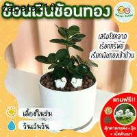 ราคา ช้อนเงินช้อนทอง กระถาง 4 นิ้ว (แถมฟรี! เม็ดดินเผา + ปุ๋ย + ตุ๊กตาตกแต่ง) ไม้มงคล เสริมด้าน การงาน การเงิน ไม้ประดับ (1735421483784898527)