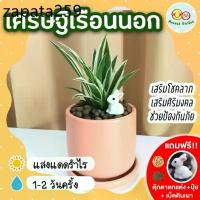 ราคา เศรษฐีเรือนนอก กระถางเซรามิค 3 นิ้ว [แถมฟรี! เม็ดดินเผา + ปุ๋ย + ตุ๊กตาตกแต่ง] ต้นไม้มงคล ต้นไม้ในร่ม ปลูกในบ้าน (1735487446661760999)