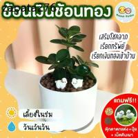 ราคา ช้อนเงินช้อนทอง กระถาง 4 นิ้ว (แถมฟรี! เม็ดดินเผา + ปุ๋ย + ตุ๊กตาตกแต่ง) ไม้มงคล เสริมด้าน การงาน การเงิน ไม้ประดับ (1735313051777795542)