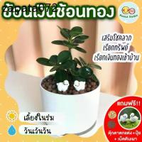 ราคา ช้อนเงินช้อนทอง กระถาง 4 นิ้ว (แถมฟรี! เม็ดดินเผา + ปุ๋ย + ตุ๊กตาตกแต่ง) ไม้มงคล เสริมด้าน การงาน การเงิน ไม้ประดับ (1735526049719944568)