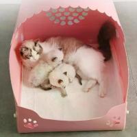 ราคา แผ่นรองฉี่สัตว์เลี้ยง, แผ่นรองฉี่สุนัขตัวเล็ก, อุปกรณ์สำหรับสัตว์เลี้ยง, แผ่นรองฉี่กระต่าย, ผ้าอ้อม, แผ่นรองฉี่สุนัขเท็ดดี้, แผ่นกั้นฉี่สุนัข (1734759606090368810)