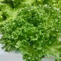 ราคา เมล็ดพันธุ์สลัด ฟิลเลย์ ไอซ์เบิร์ก Frillice Iceberg (แบบเคลือบ ชุดละ 500 เมล็ด) (1735313066561078956)